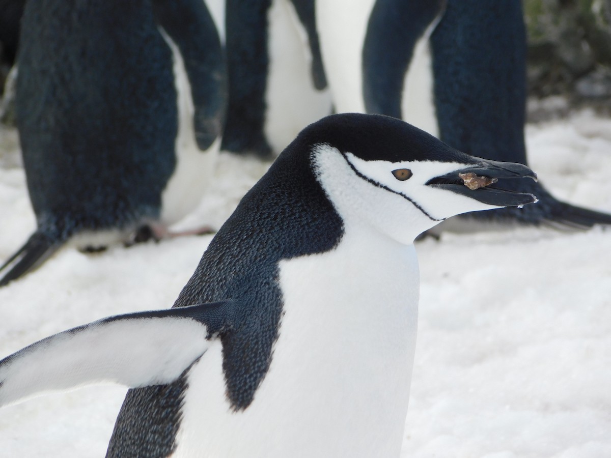 Антарктический пингвин - ML617003857