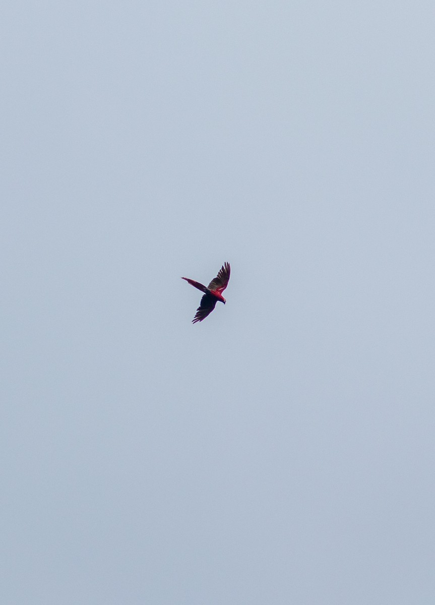 Scarlet Macaw - ML617003867