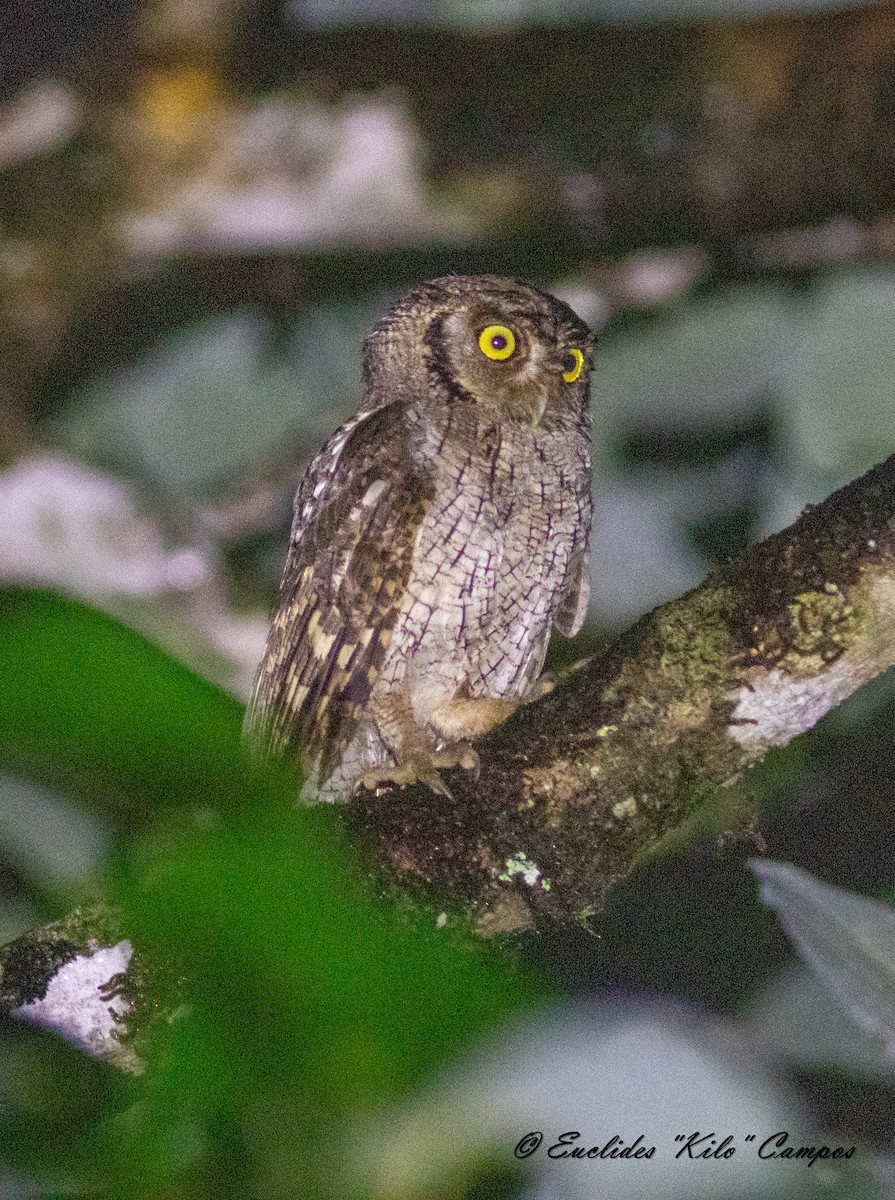 Tropical Screech-Owl - Euclides "Kilo" Campos