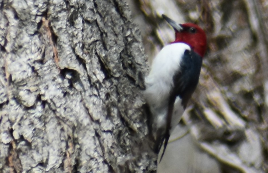 Red-headed Woodpecker - ML617003913