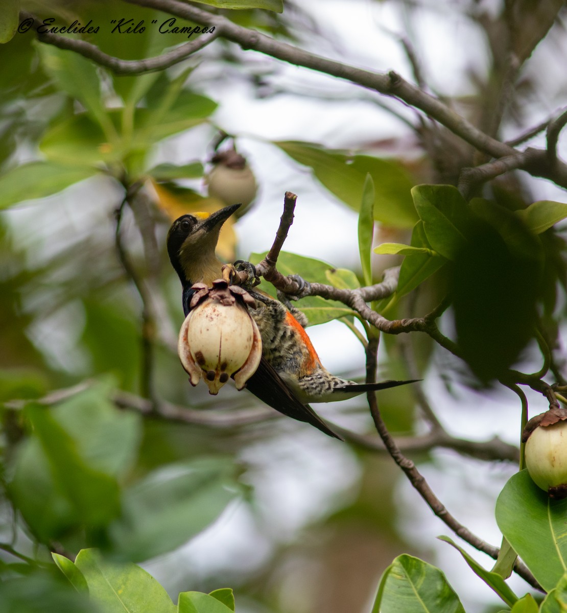 Golden-naped Woodpecker - Euclides "Kilo" Campos