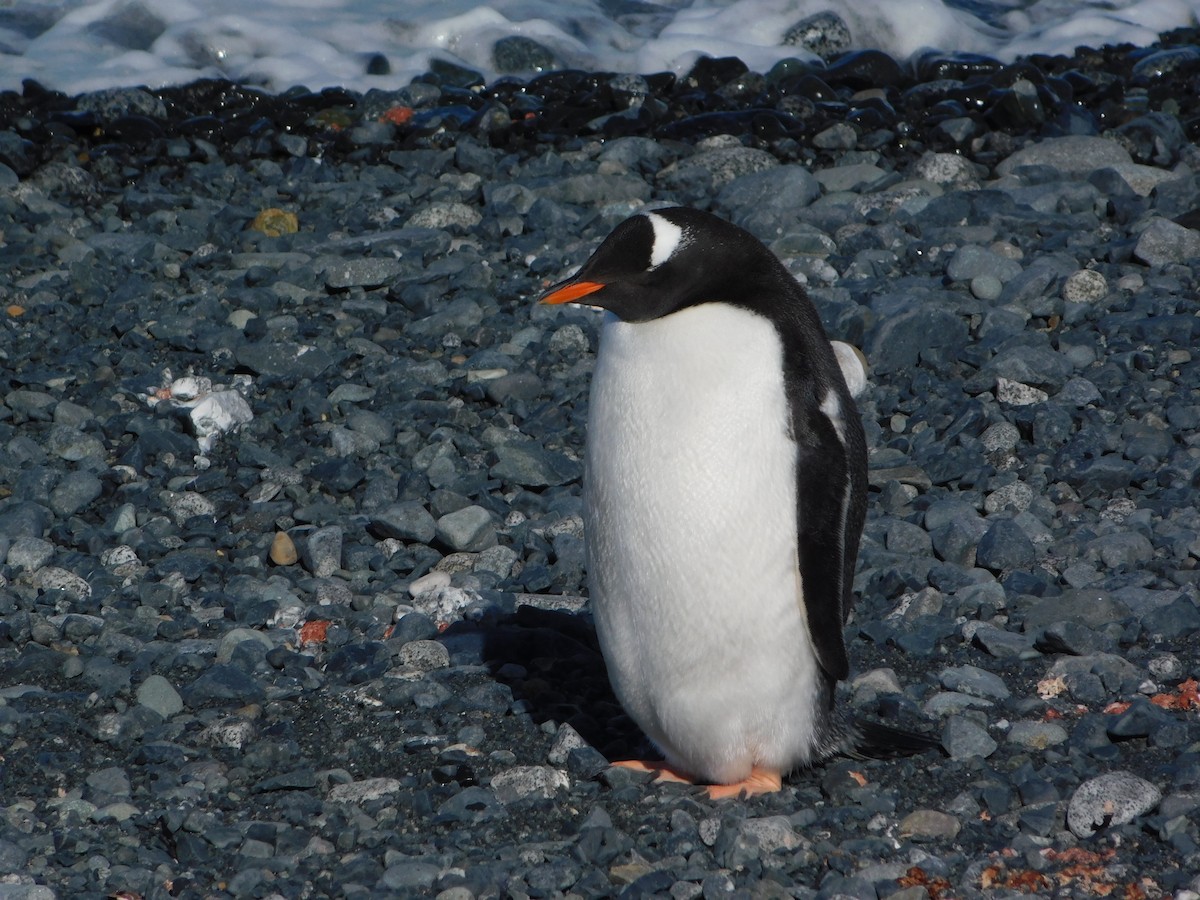 Ослиный пингвин - ML617003978