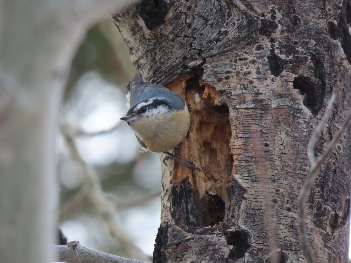 Red-breasted Nuthatch - ML617003982