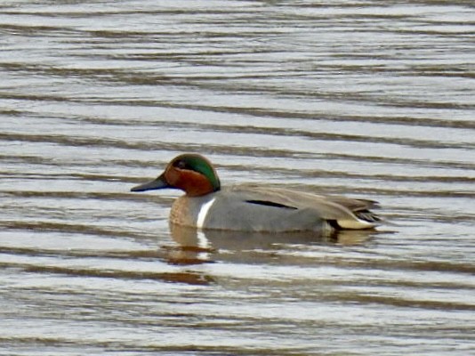 Green-winged Teal - Donna Reis