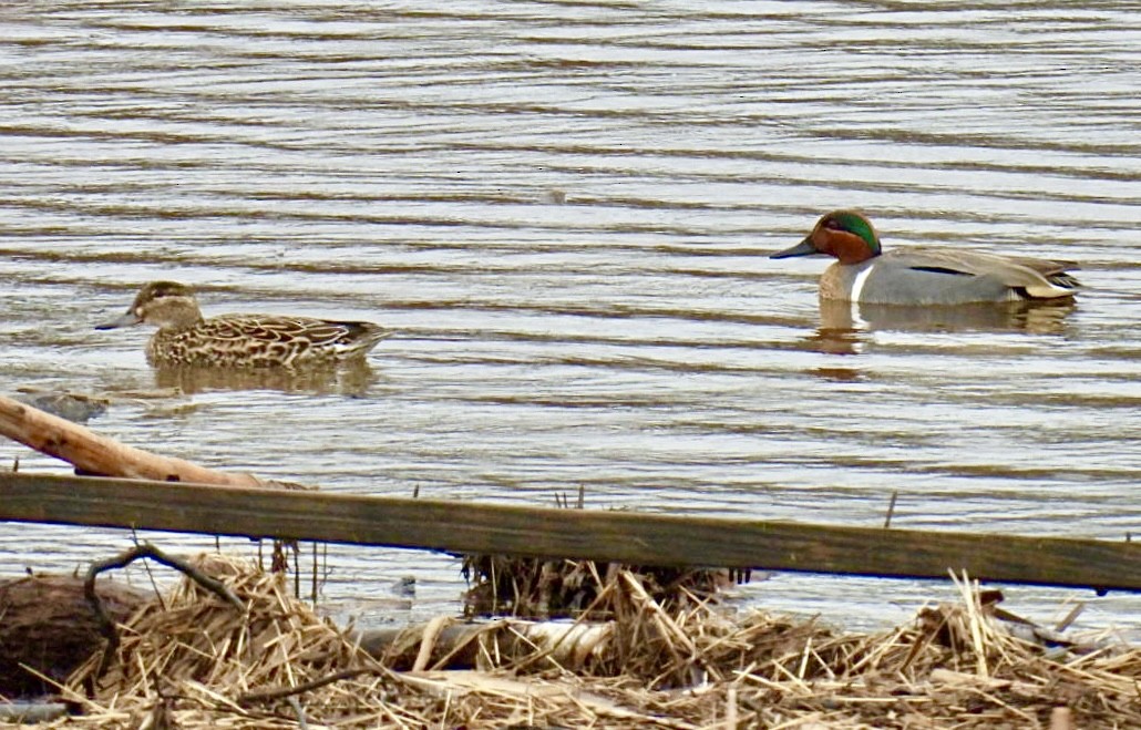 Green-winged Teal - ML617004196