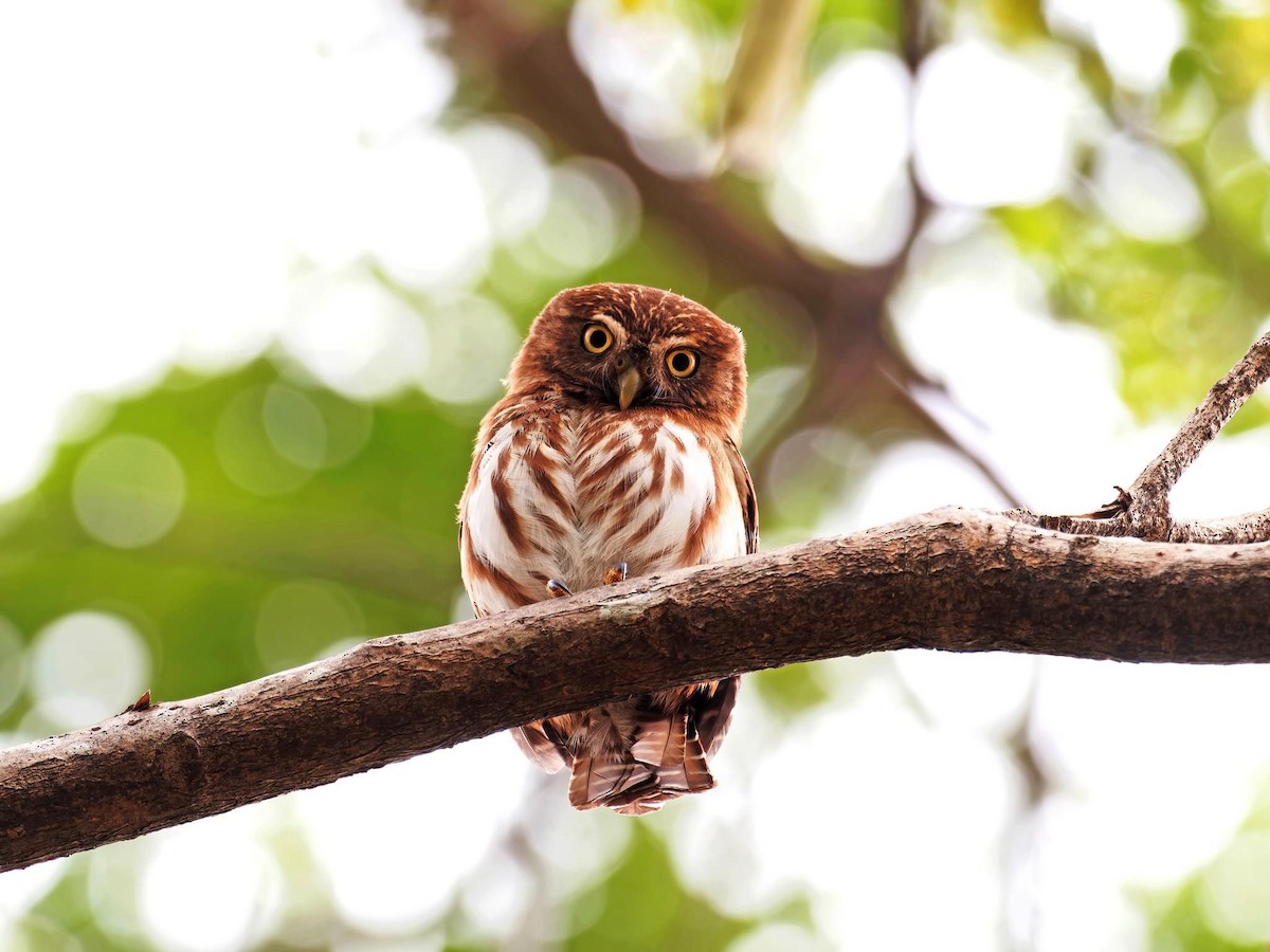 Ferruginous Pygmy-Owl - Jose Illanes