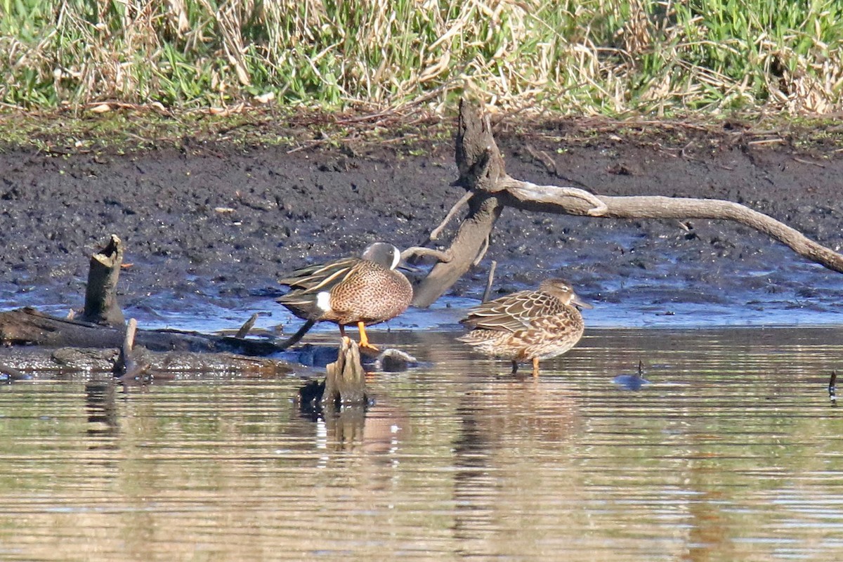 eBird Checklist 6 Apr 2024 Celery Bog Nature Area 47 species