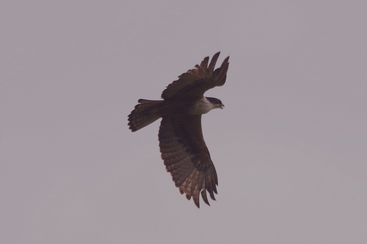 Rufous-bellied Eagle - ML617004529