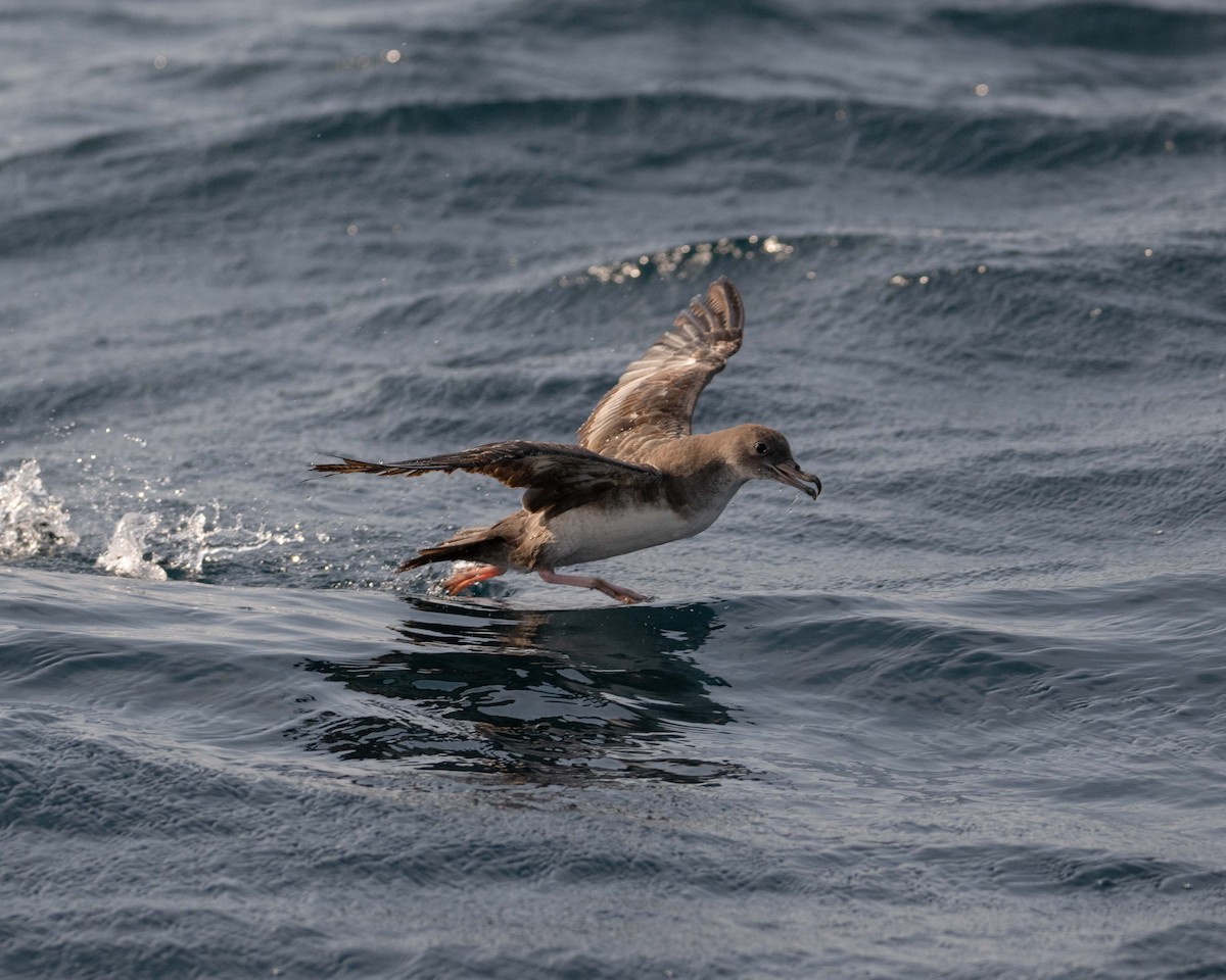 Pink-footed Shearwater - ML617004724