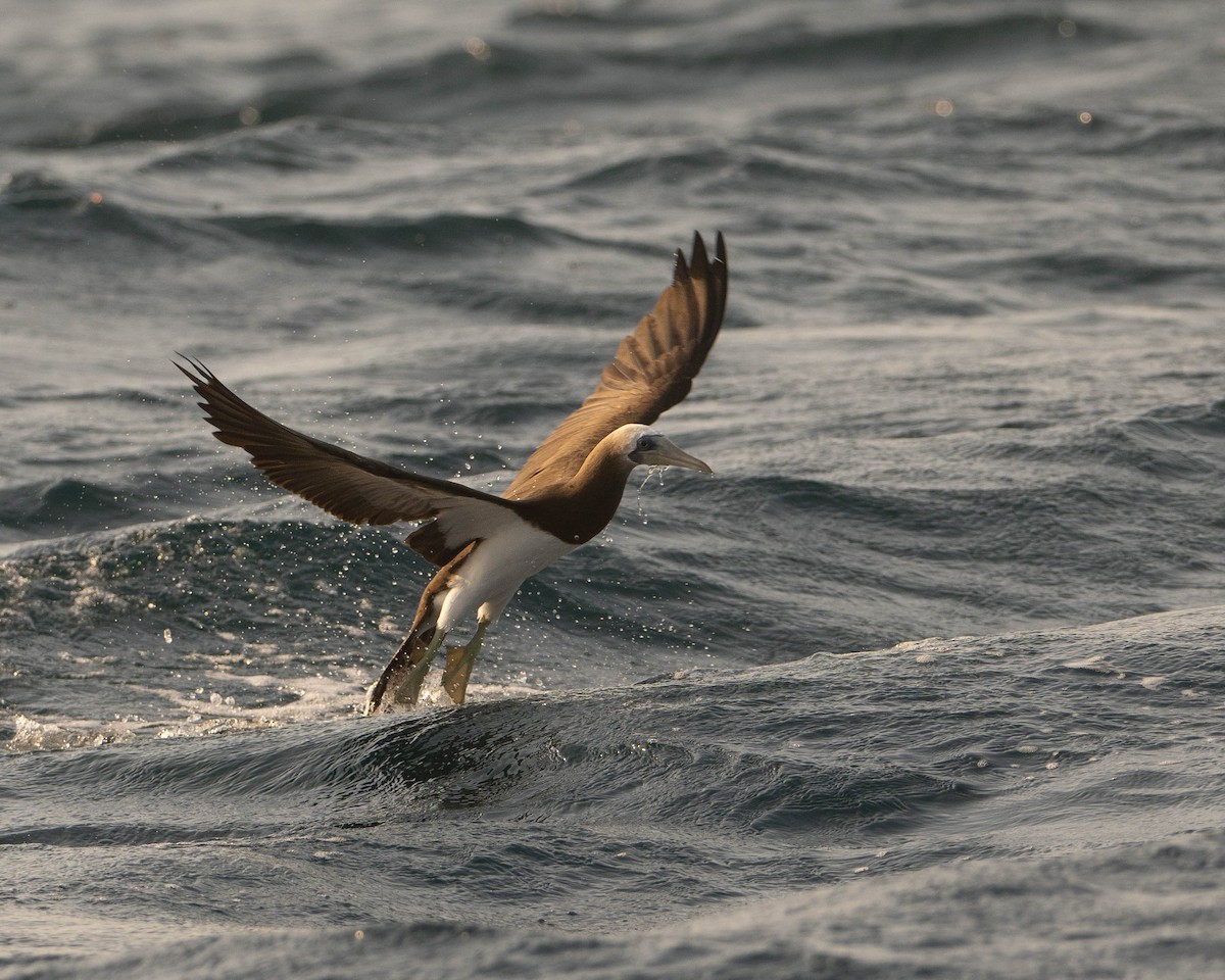 Brown Booby - ML617004752