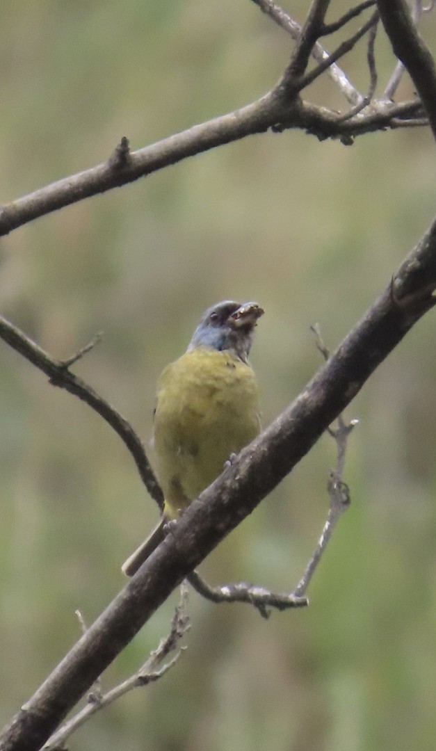 Blue-and-yellow Tanager - ML617004841