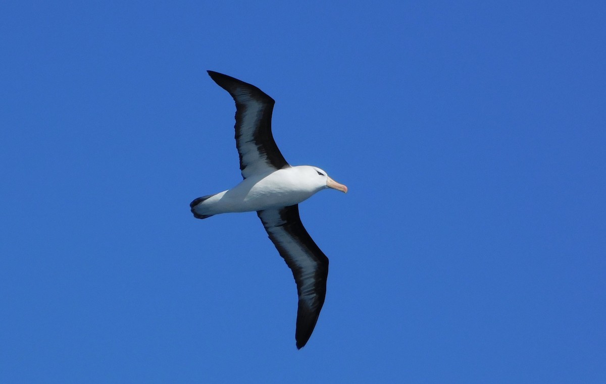 albatros černobrvý - ML617004911