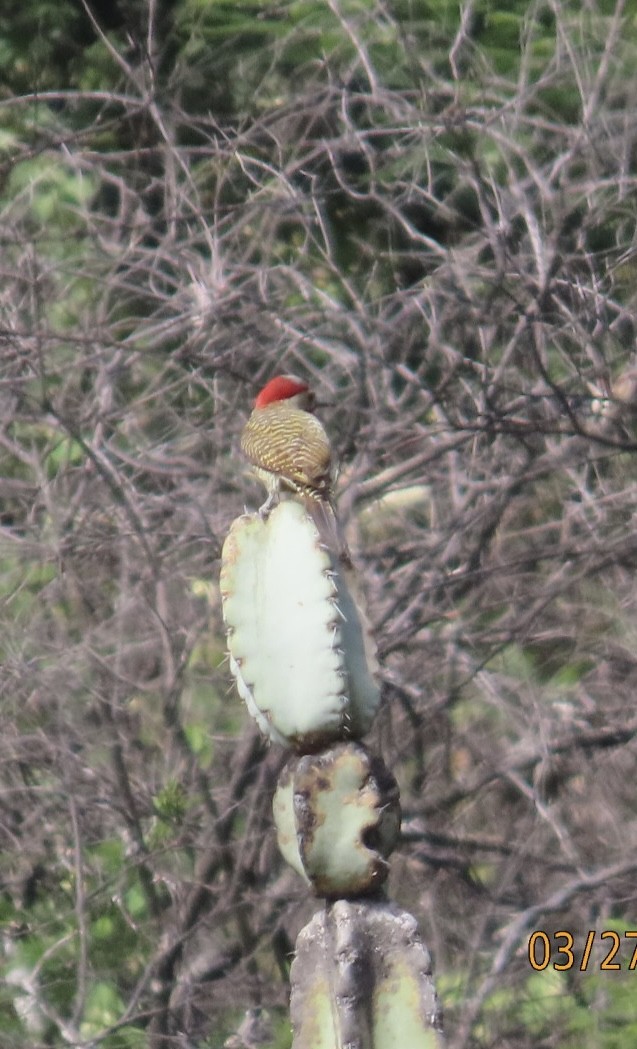 Black-necked Woodpecker - ML617005159
