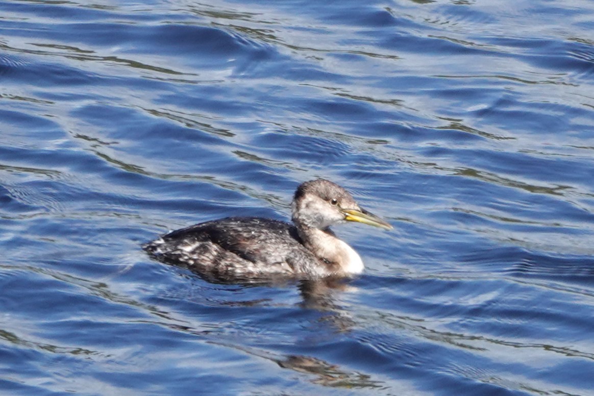 Red-necked Grebe - ML617005164