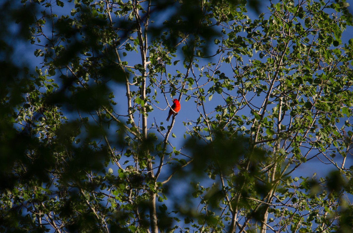Scarlet Tanager - ML61700521
