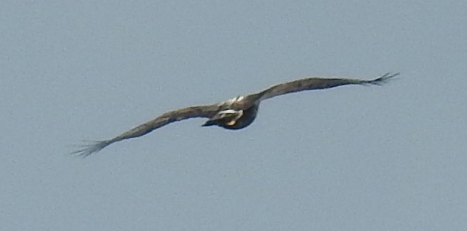 Белоголовый орлан - ML617005405