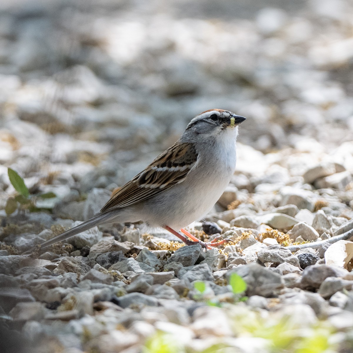 Chipping Sparrow - Robert Mustell
