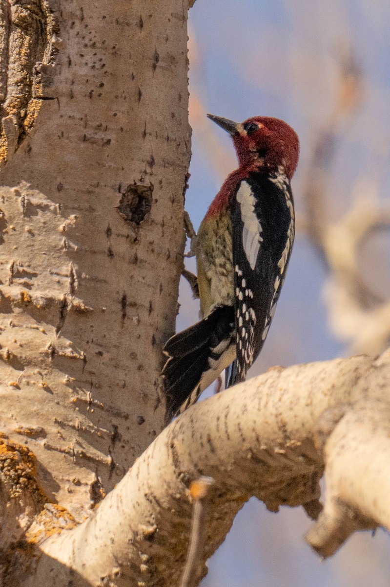 Red-naped x Red-breasted Sapsucker (hybrid) - Ian Routley
