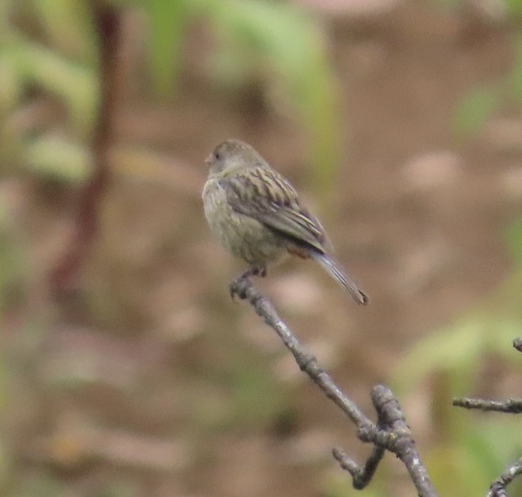 Plain-colored Seedeater - ML617005766