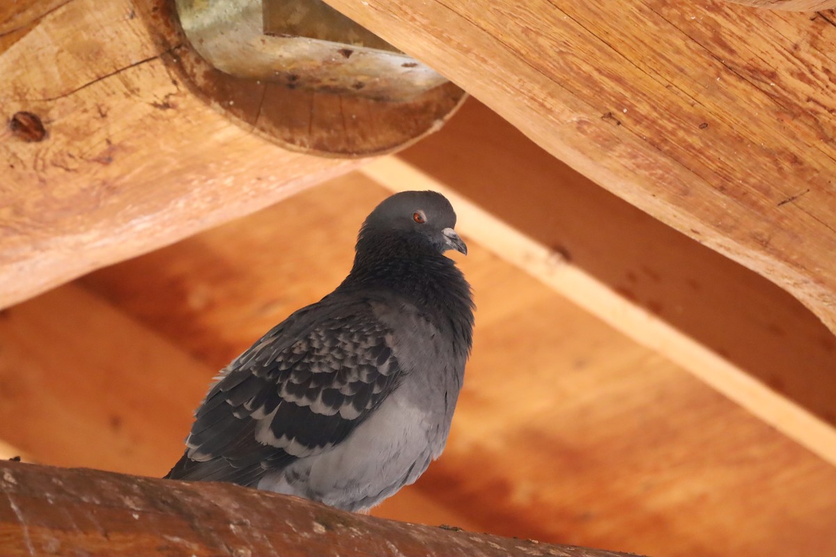 Rock Pigeon (Feral Pigeon) - ML617005792