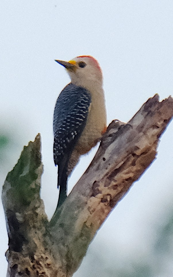 Yucatan Woodpecker - ML617006038