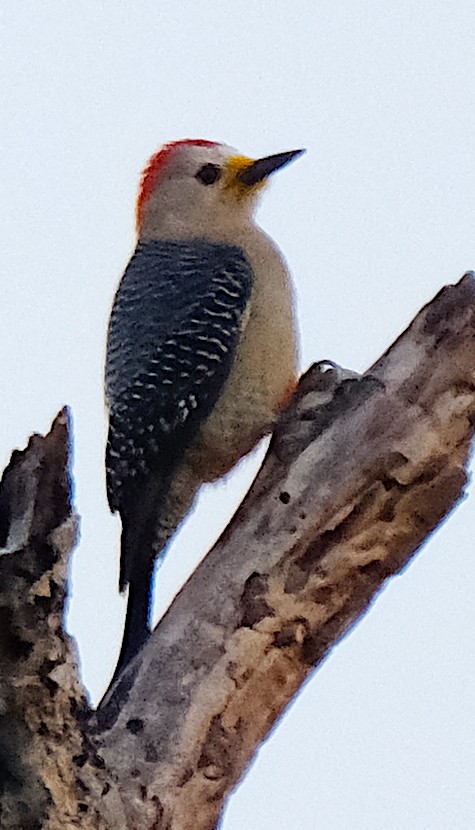 Yucatan Woodpecker - ML617006039