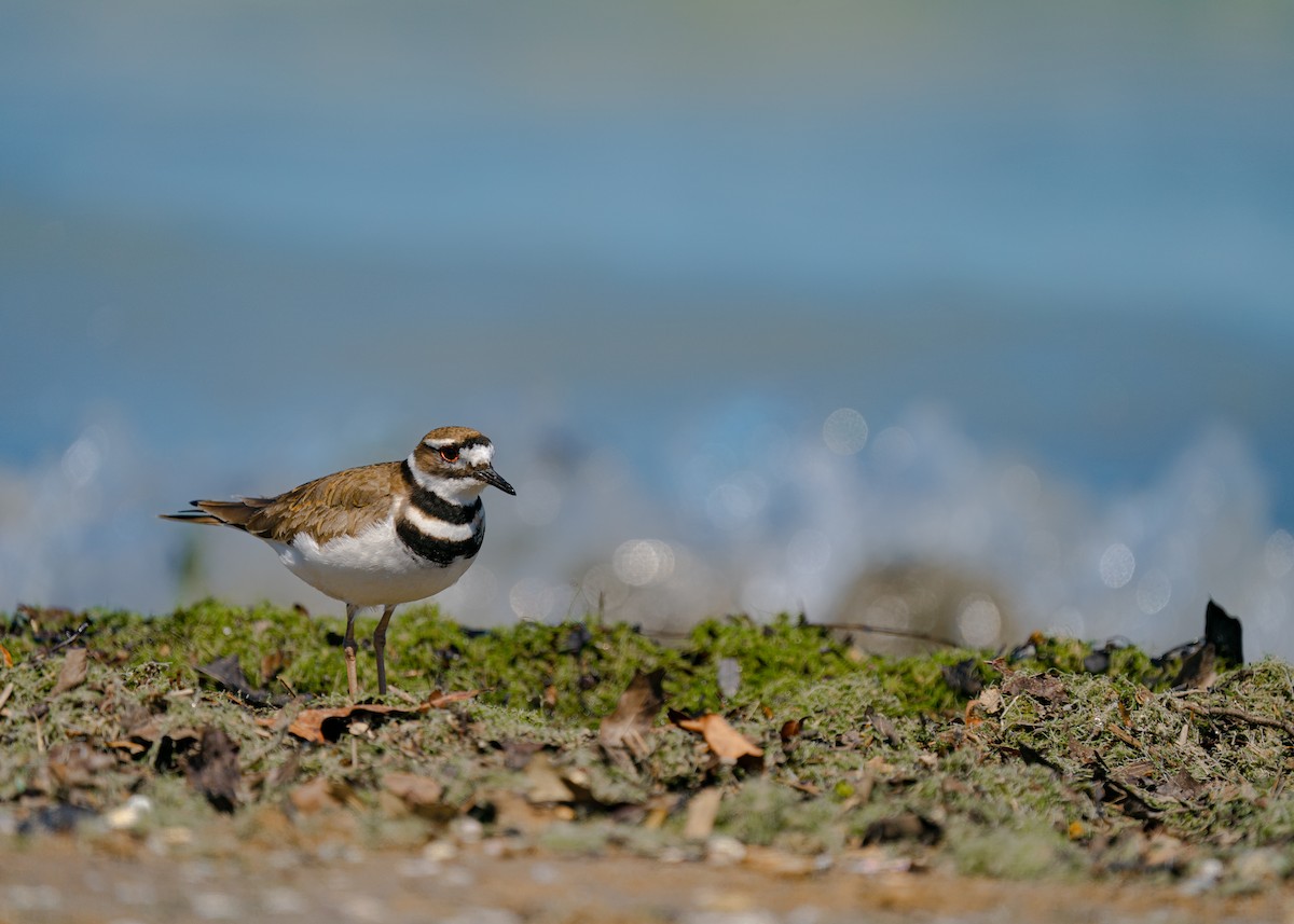 ML617006156 Killdeer Macaulay Library