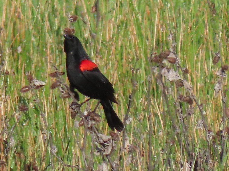 Red-winged Blackbird (California Bicolored) - ML617006273