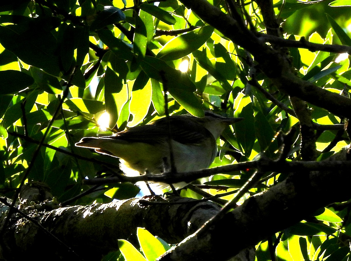 Red-eyed Vireo - ML617006328