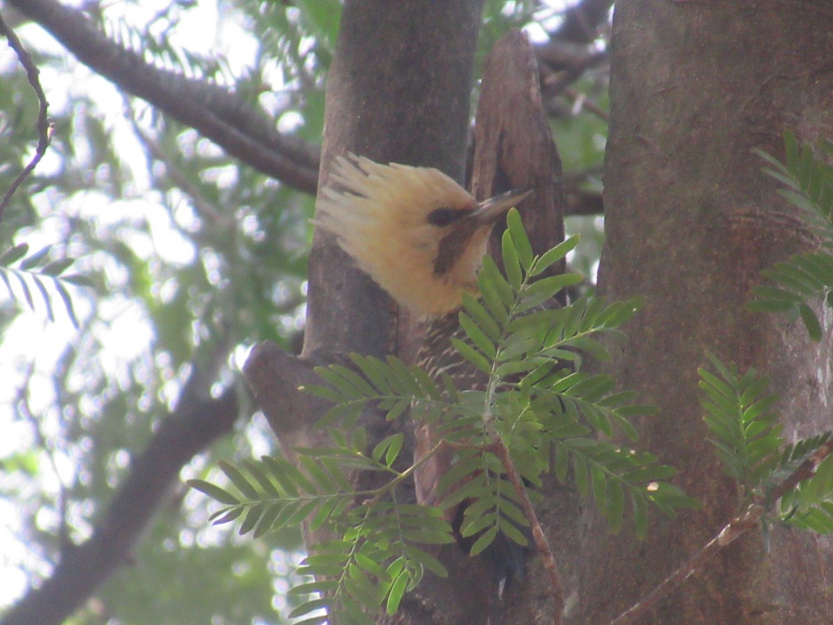 Pale-crested Woodpecker - ML617006439