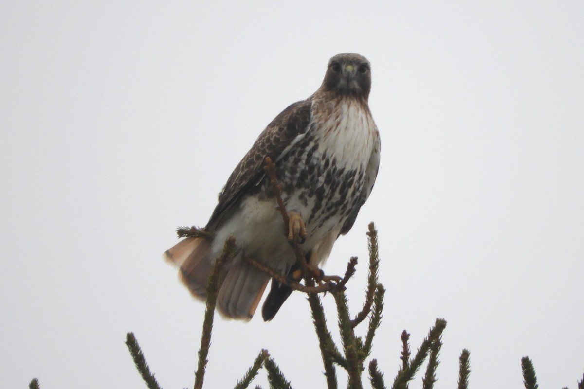 Red-tailed Hawk - ML617006453