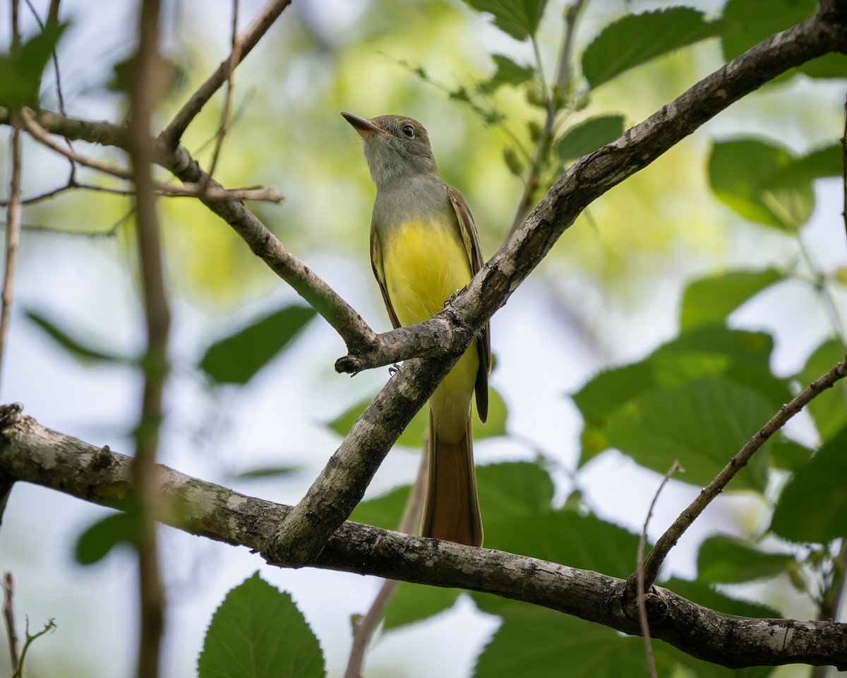 EBird Checklist 6 Apr 2024 Beeneenewt National Forest Home 30