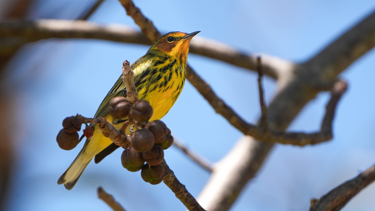Cape May Warbler - ML617006748