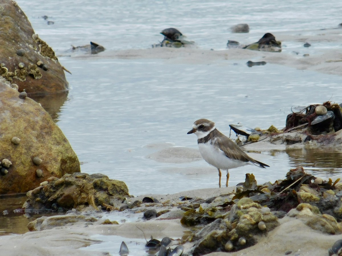 Semipalmated Plover - ML617006750