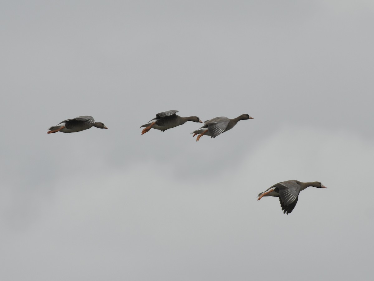 Greater White-fronted Goose - Kent Kleman