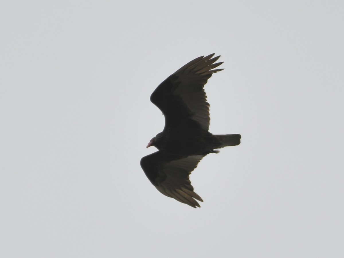 Turkey Vulture - ML617006811