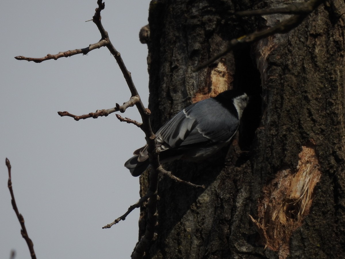 White-breasted Nuthatch - ML617006819