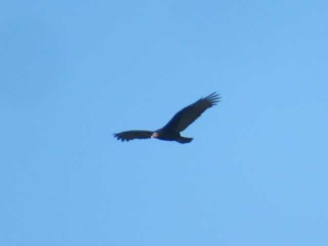 Lesser Yellow-headed Vulture - ML617006833