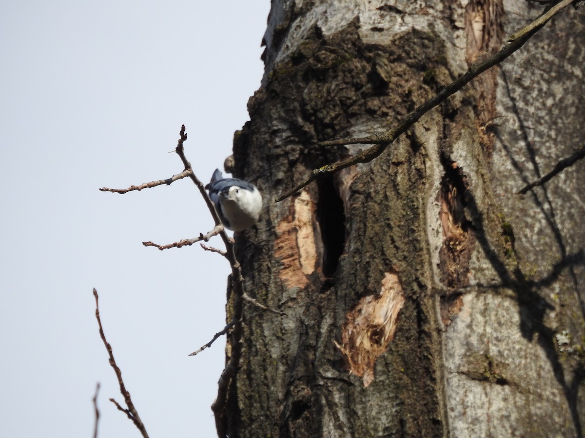 White-breasted Nuthatch - ML617006869
