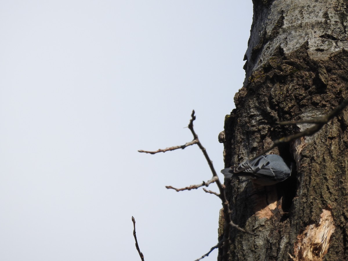 White-breasted Nuthatch - ML617006893