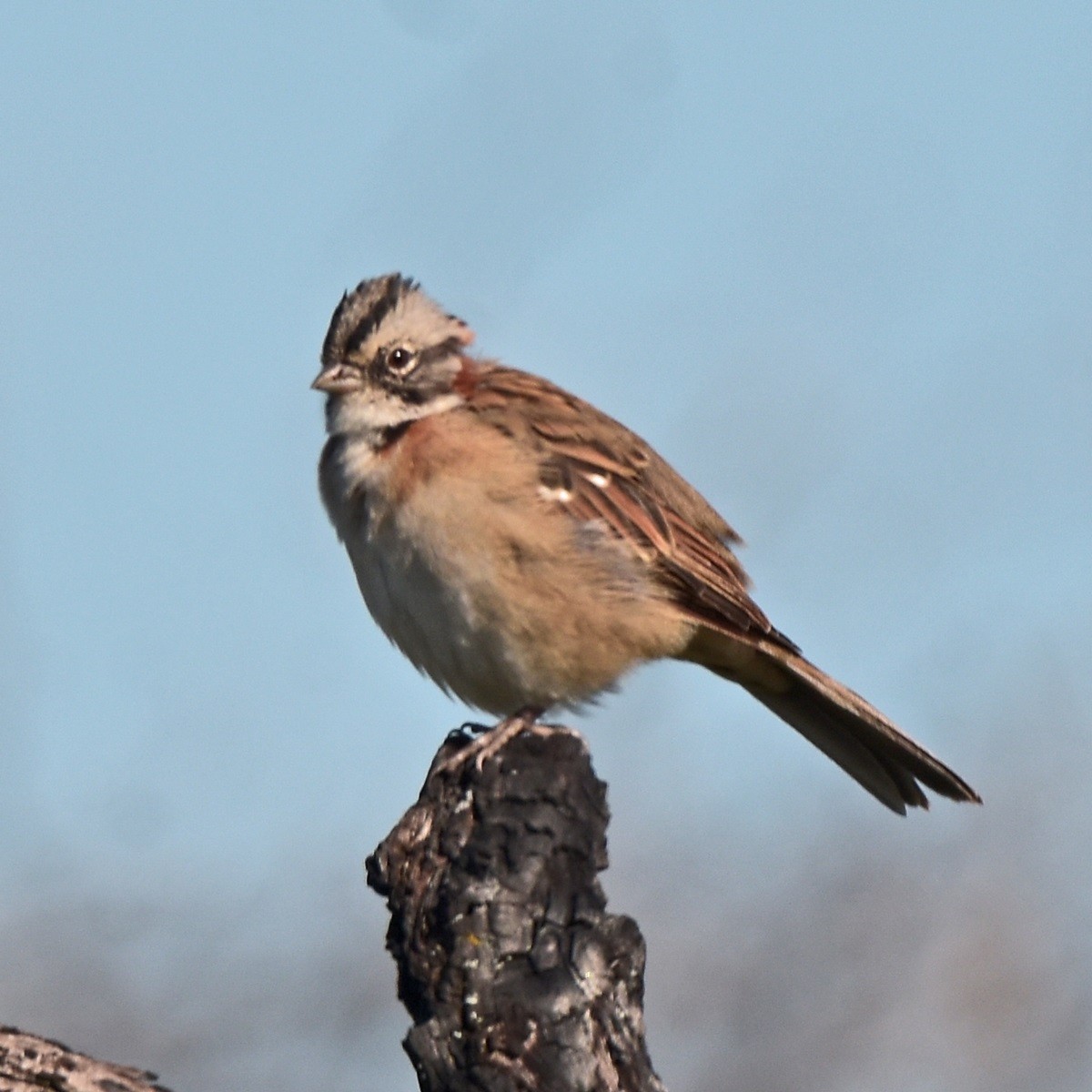 Rufous-collared Sparrow - ML617006941