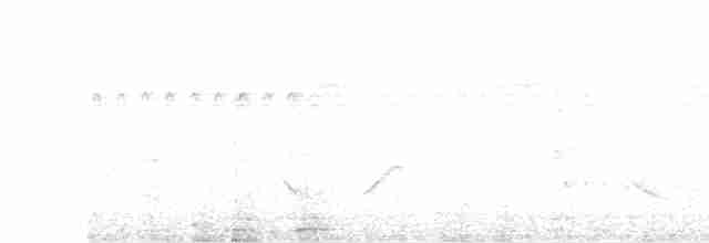 Graurücken-Dickichtschlüpfer - ML617007017