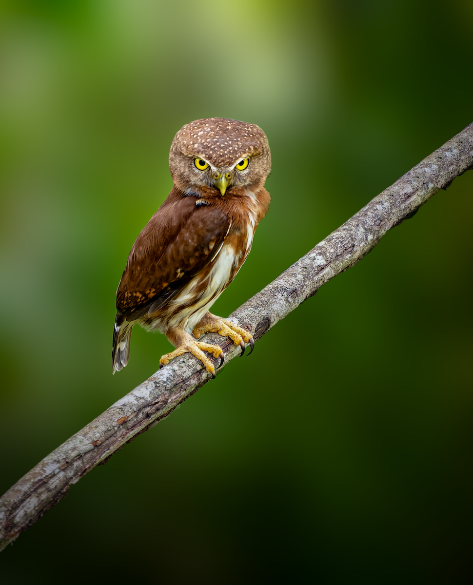 Central American Pygmy-Owl - ML617007027