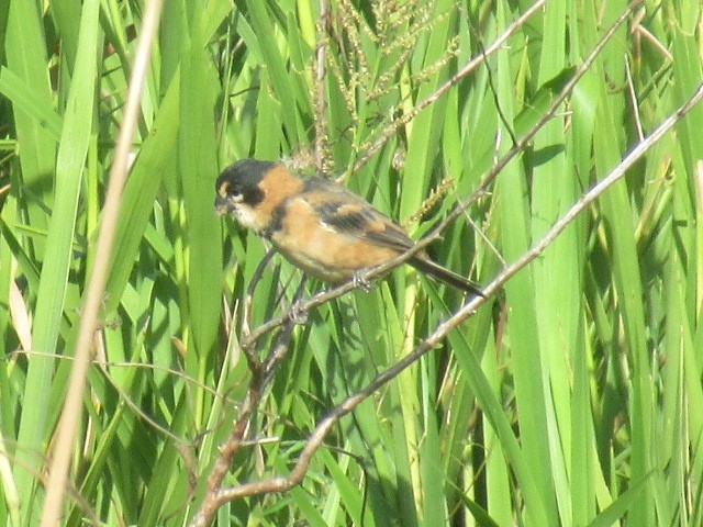 Rusty-collared Seedeater - ML617007070