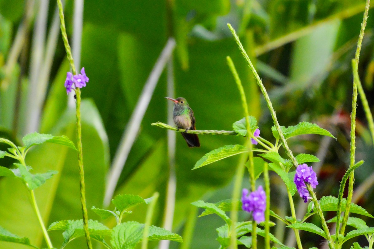 Rufous-tailed Hummingbird - ML617007125