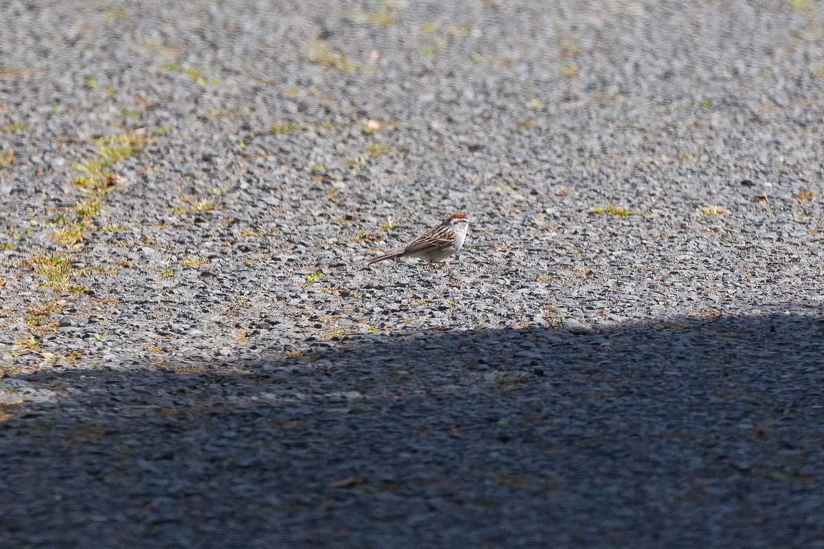 Chipping Sparrow - ML617007128