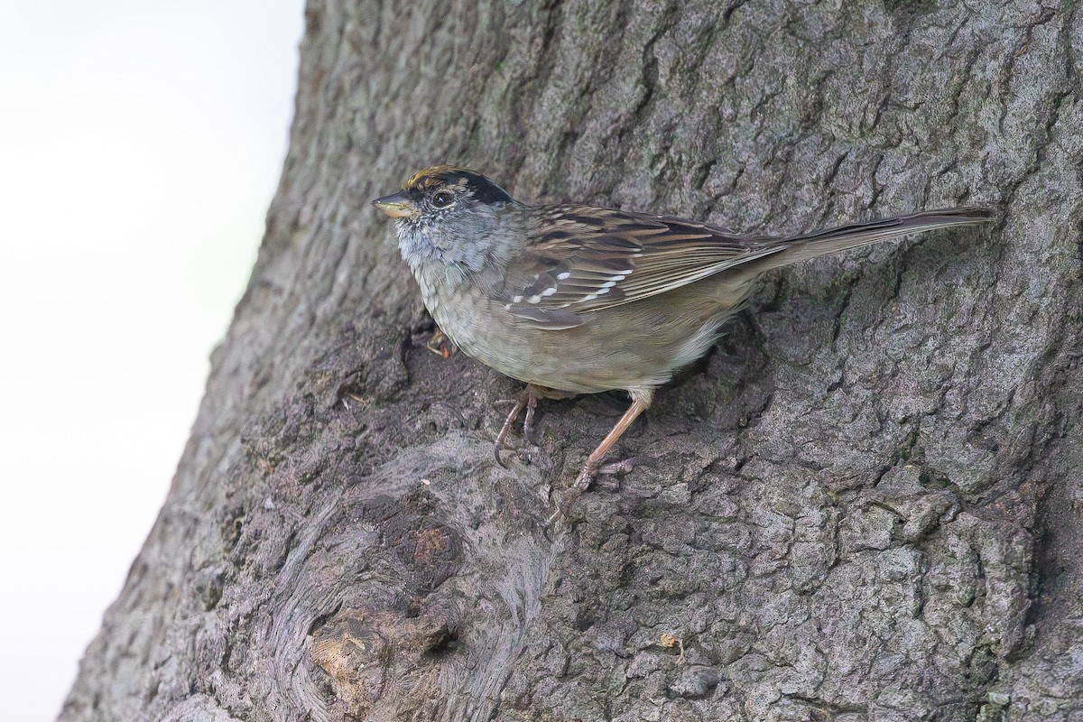 Golden-crowned Sparrow - ML617007146