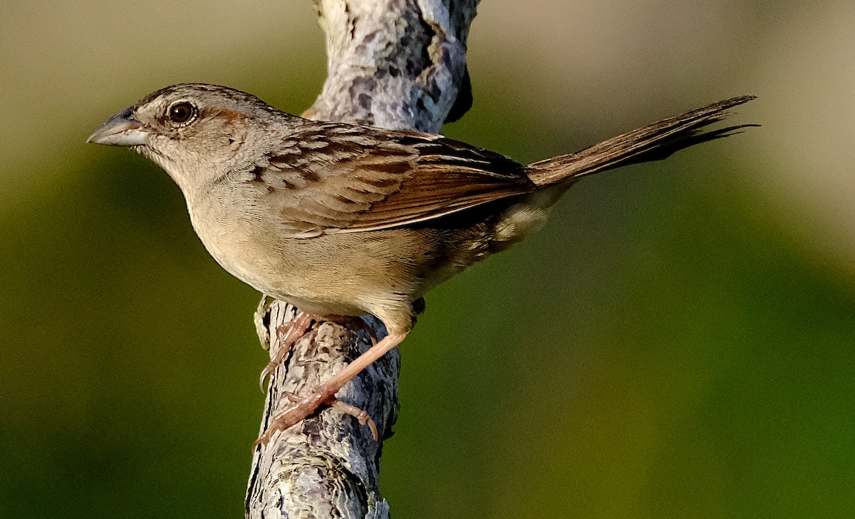 Botteri's Sparrow - David Zittin