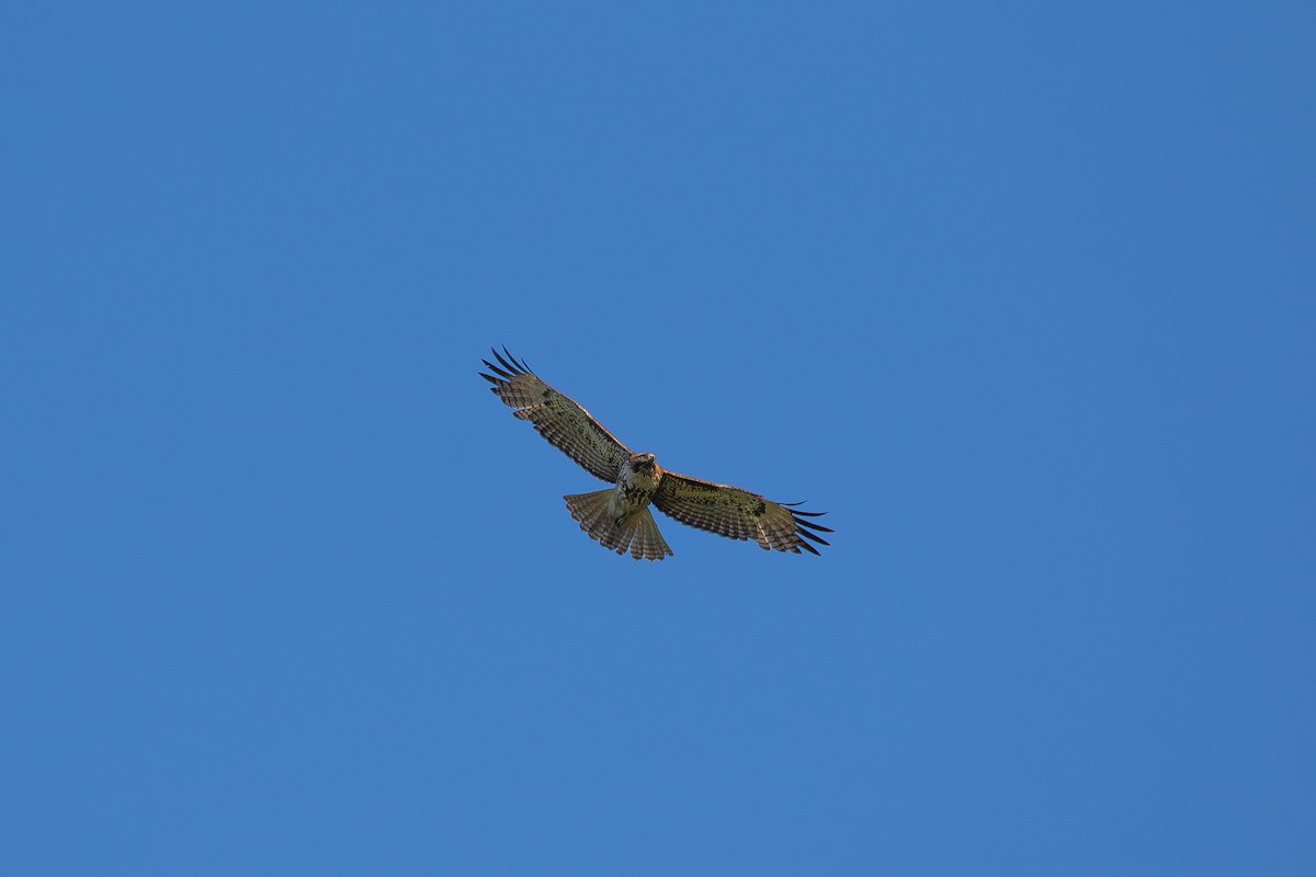 Red-tailed Hawk - ML617007227