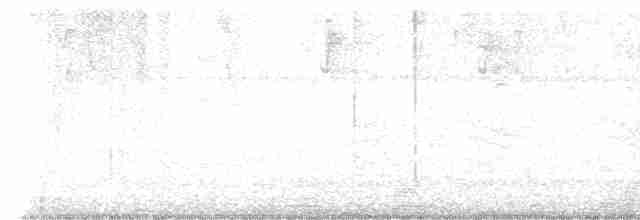 Trogon rosalba (aurantiiventris/underwoodi) - ML617007234